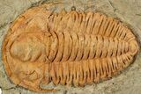 Middle Cambrian Hamatolenus Trilobite - Tinjdad, Morocco #233475-1